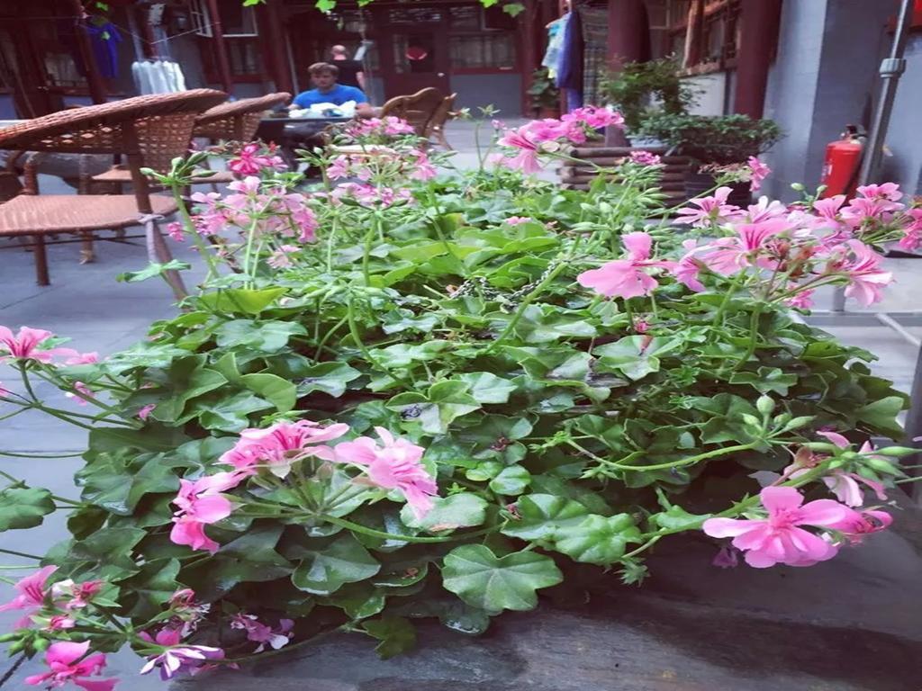 Three Legged Frog Hostel بكين المظهر الخارجي الصورة