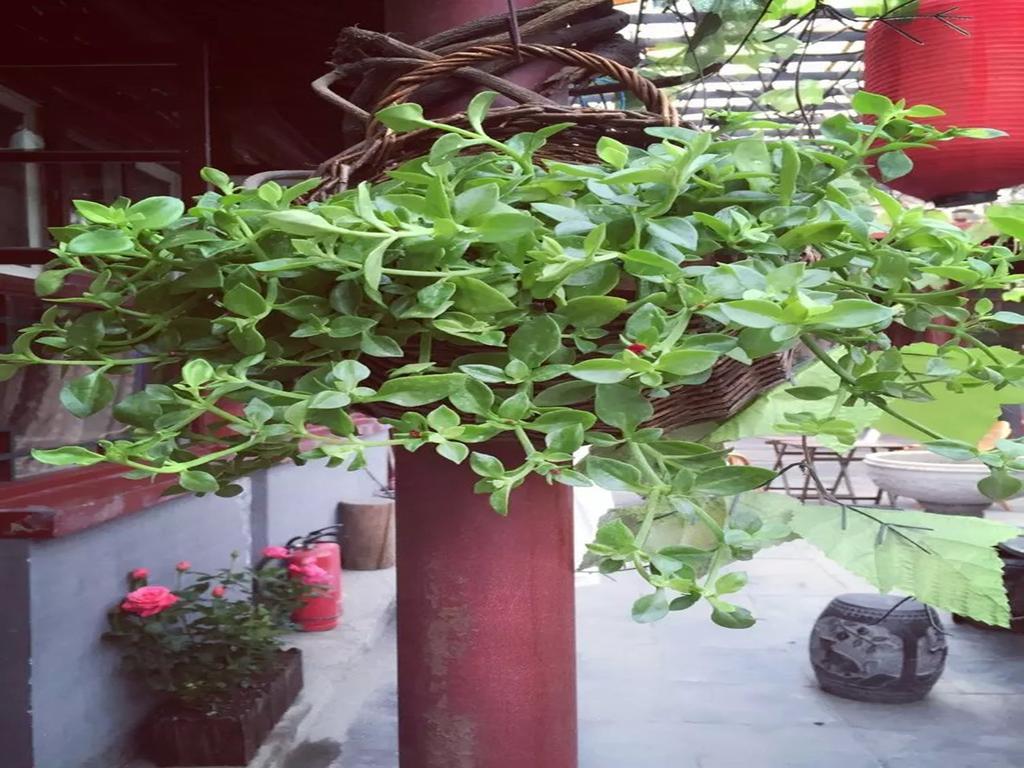 Three Legged Frog Hostel بكين المظهر الخارجي الصورة
